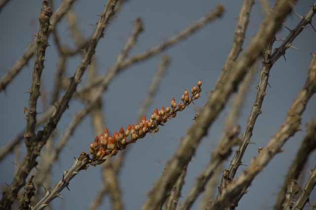the Ocotillo plant